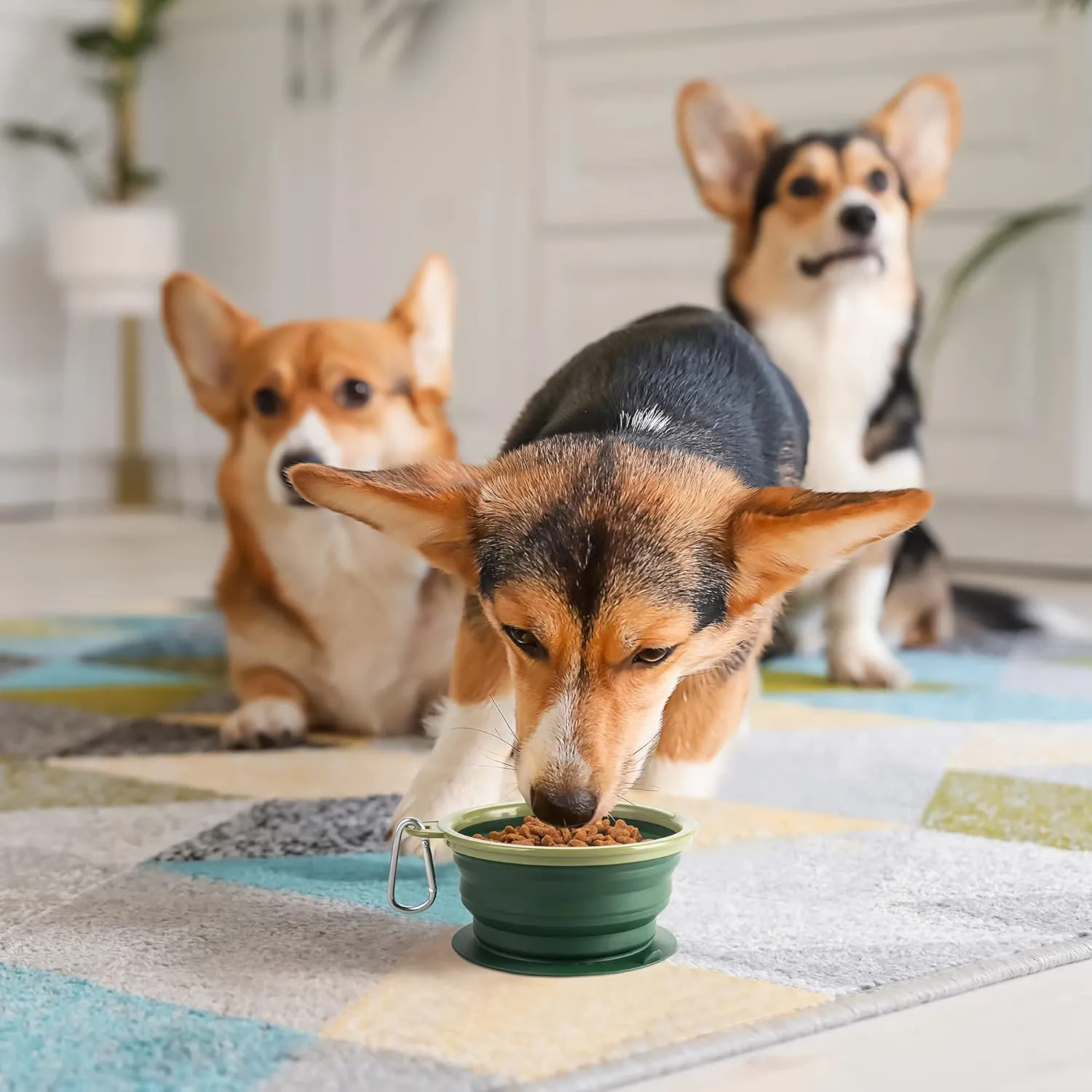 Collapsible Dog Bowl with Non Skid Suction Base -100% Pure Silicone Foldable Water Bowl, Portable Dog Bowl for Travel, Hiking & Camping 350mL 1 Piece