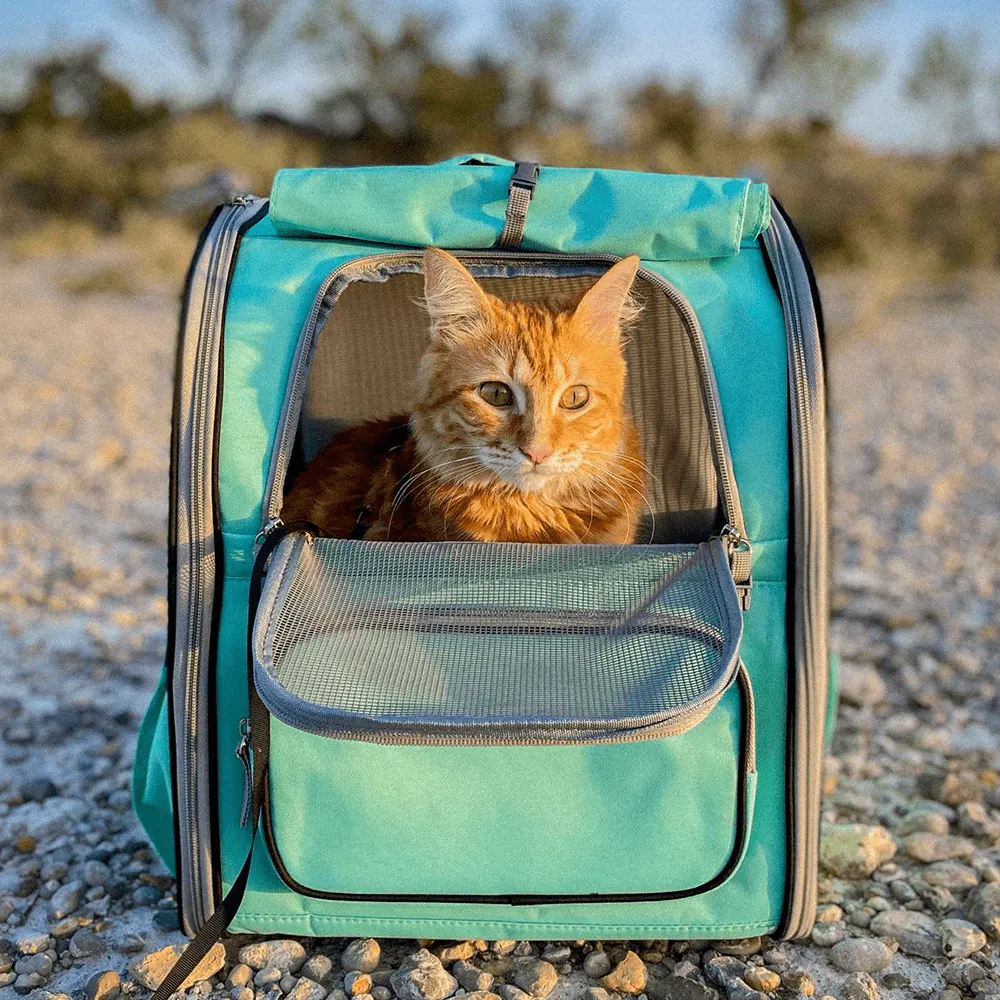 Iced tea backpack(liquidation for save $29.5)