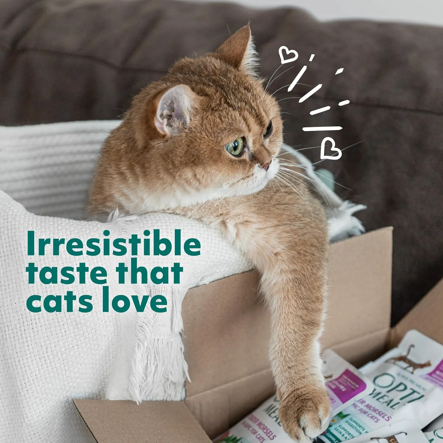 Optimeal Grain-Free Wet Cat Food  Shrimp & Salmon Recipe, High Protein & Moisture Rich Indoor Adult Cats Food, Tender Morsels in Savory Gravy Natural Ingredients - 3 oz Pouches, 12 Pack